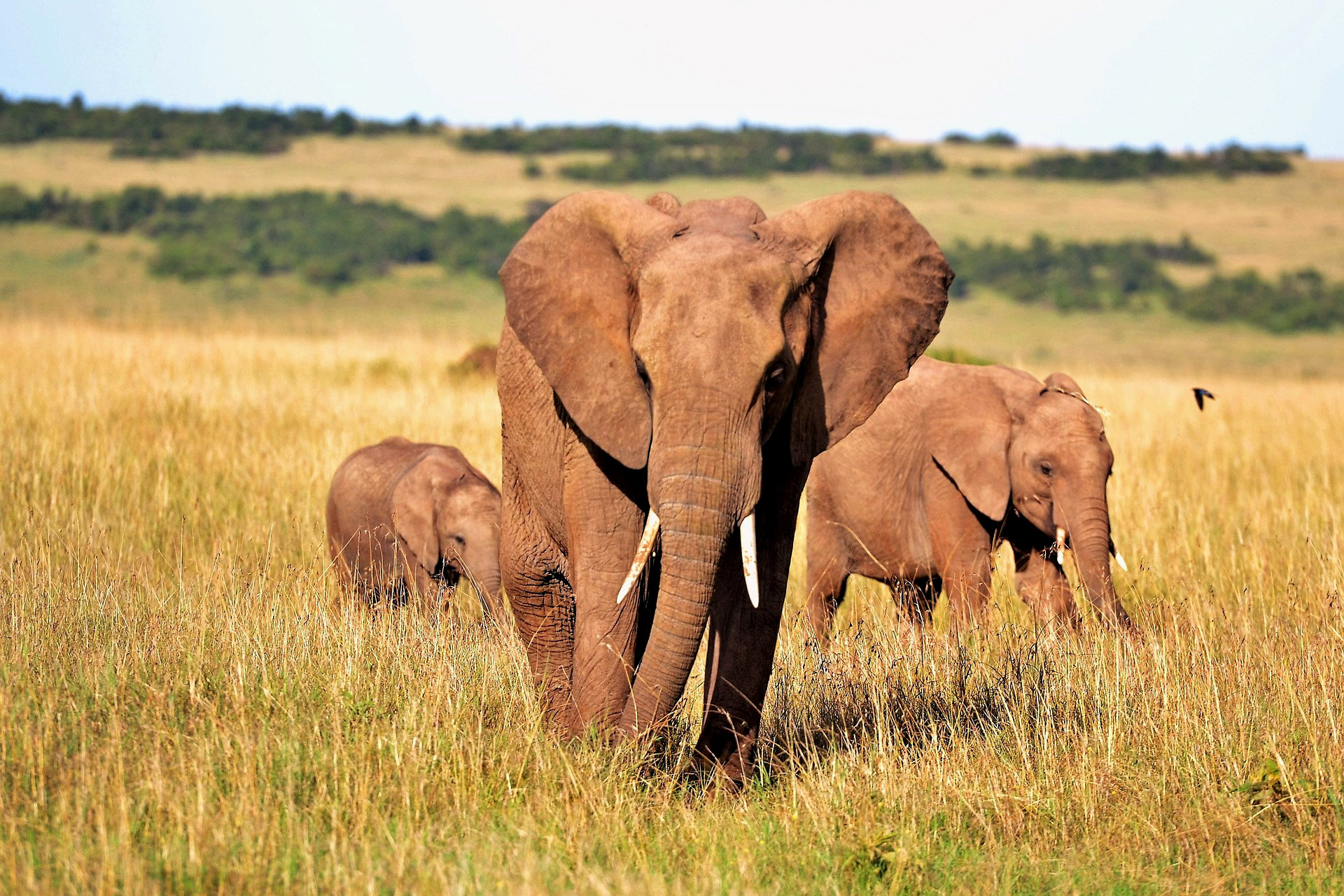 Wildlife & Safari Package