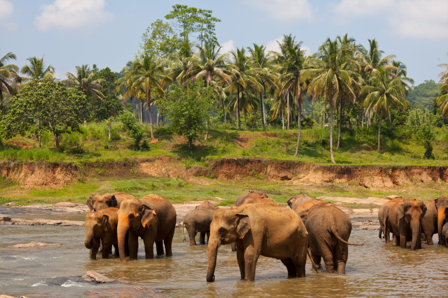 Pinnawala