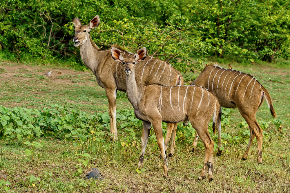Minneriya National Park