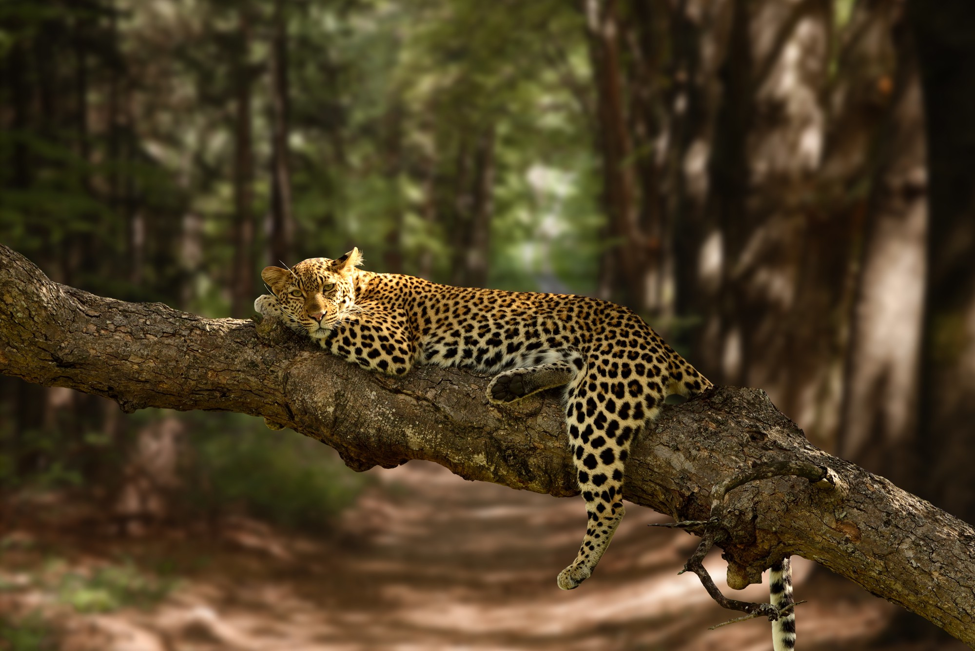 Wilpattu National Park