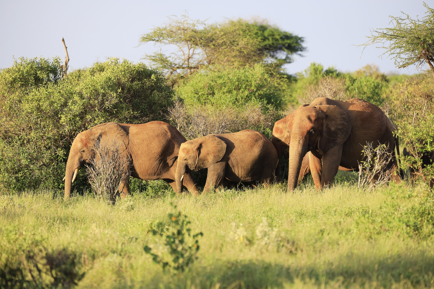 Udawalawe National Park