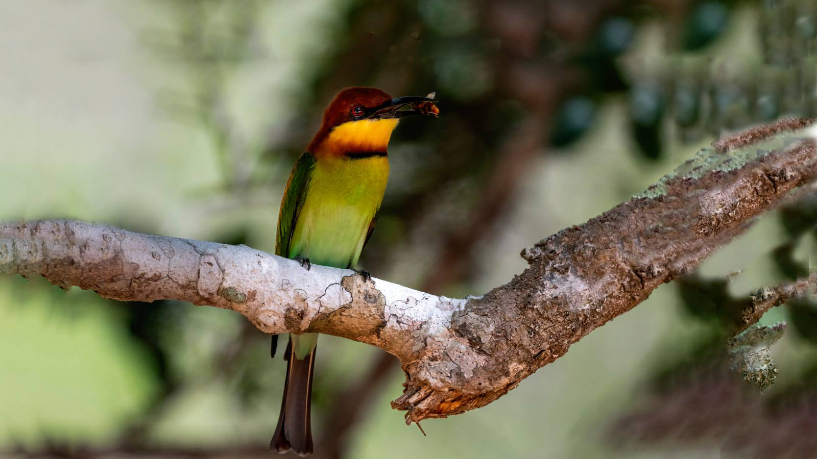 Kumana National Park
